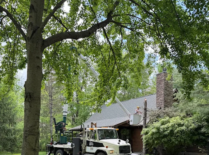 Bucket truck tree removal