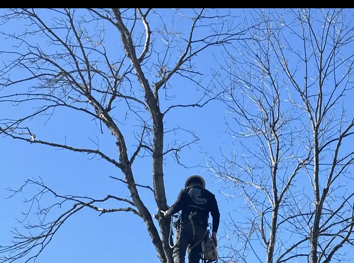 Climber high in a tree limbing branches during a technical removal