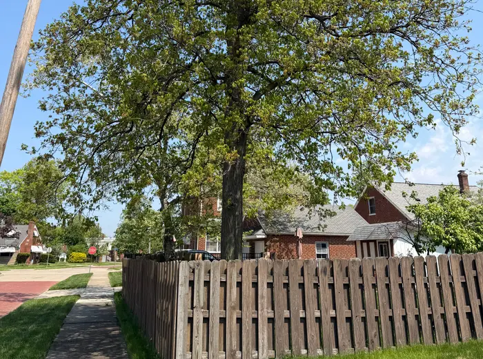 Mature shade tree along a North Central Ohio street