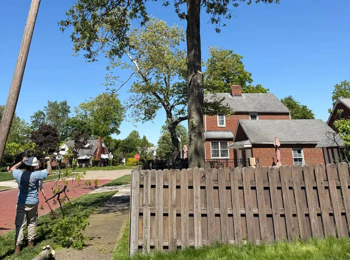 Crew member trimming a tree canopy near a home