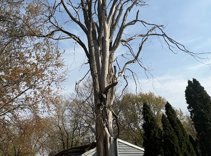 Hazardous tree removal