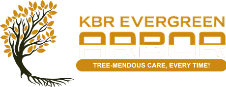 KBR Evergreen Arbor